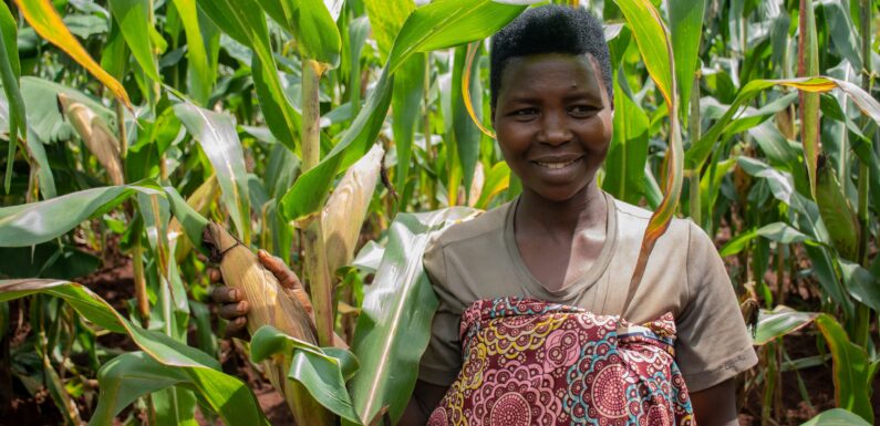 Dans la presse : L’ONGe One Acre Fund stimule l’agriculture à Mwaro, Burundi – AGnews